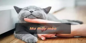 Mơ Thấy Mèo Và Giải Mã Ý Nghĩa Quan Trọng Cần Biết