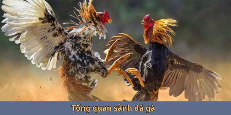 Tổng quan sảnh đá gà